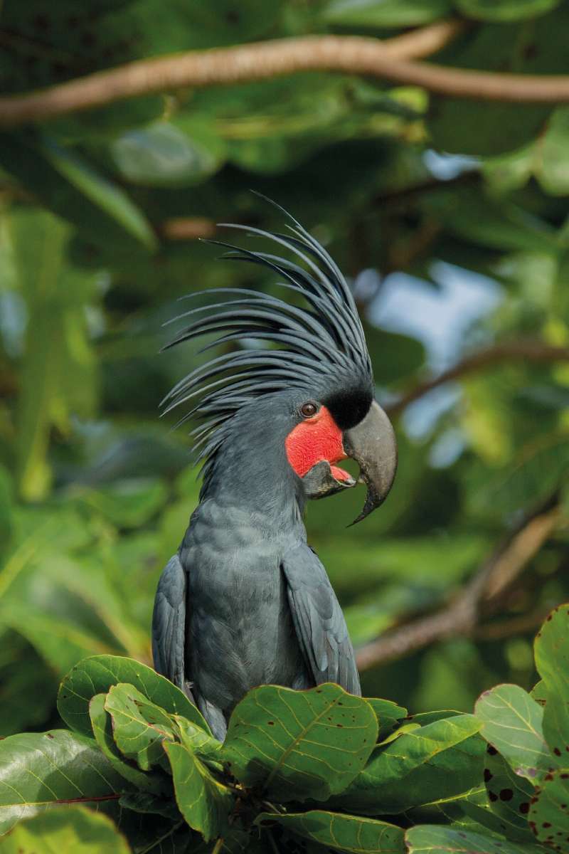 Pálmakakadu Forrás: Papuaparadise