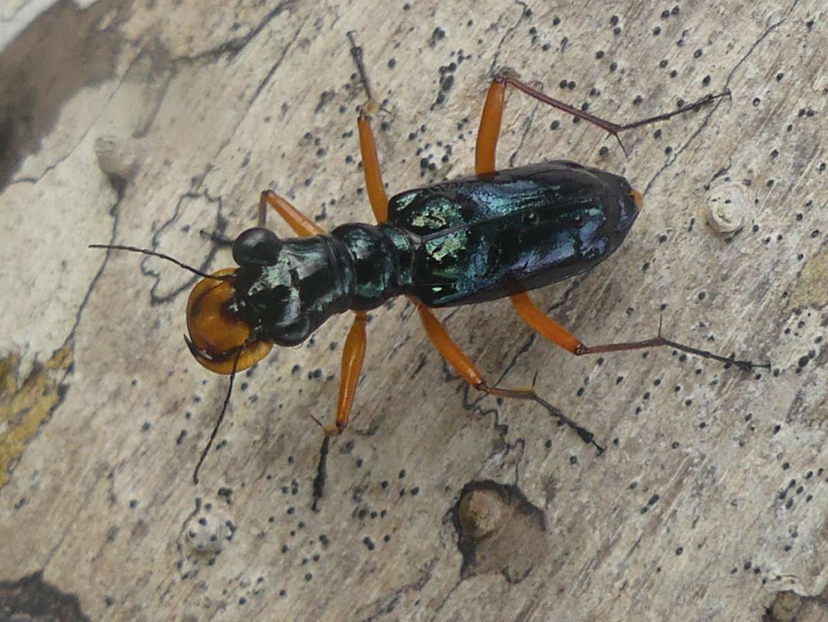 Therates labiatus Fotó: Kovács Tibor