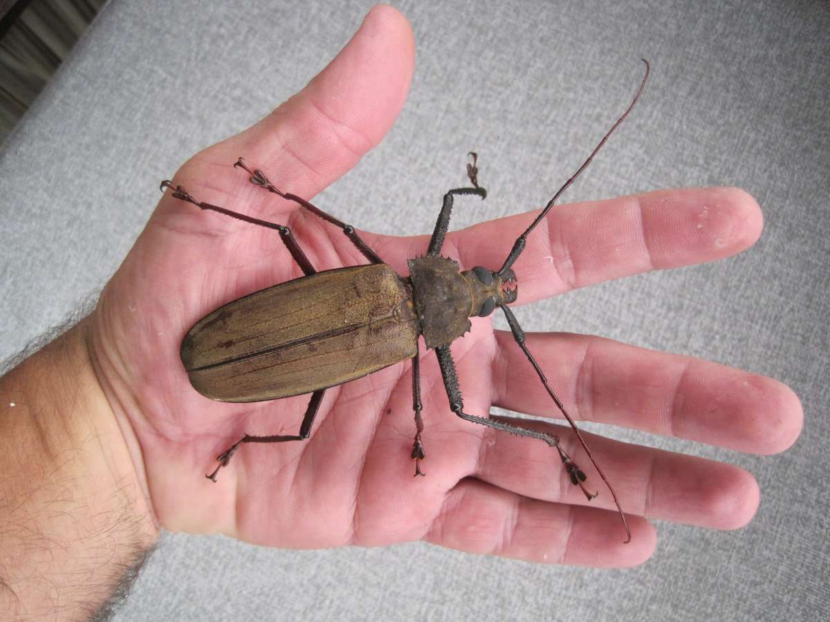 Xixuthrus microcerus Fotó: Kovács Tibor
