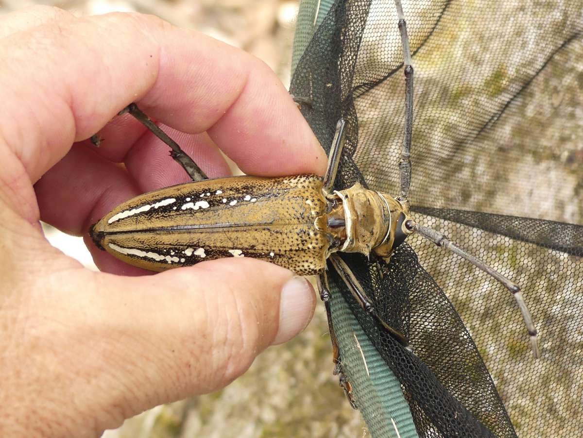 Batocera wallacei Fotó: Kovács Tibor